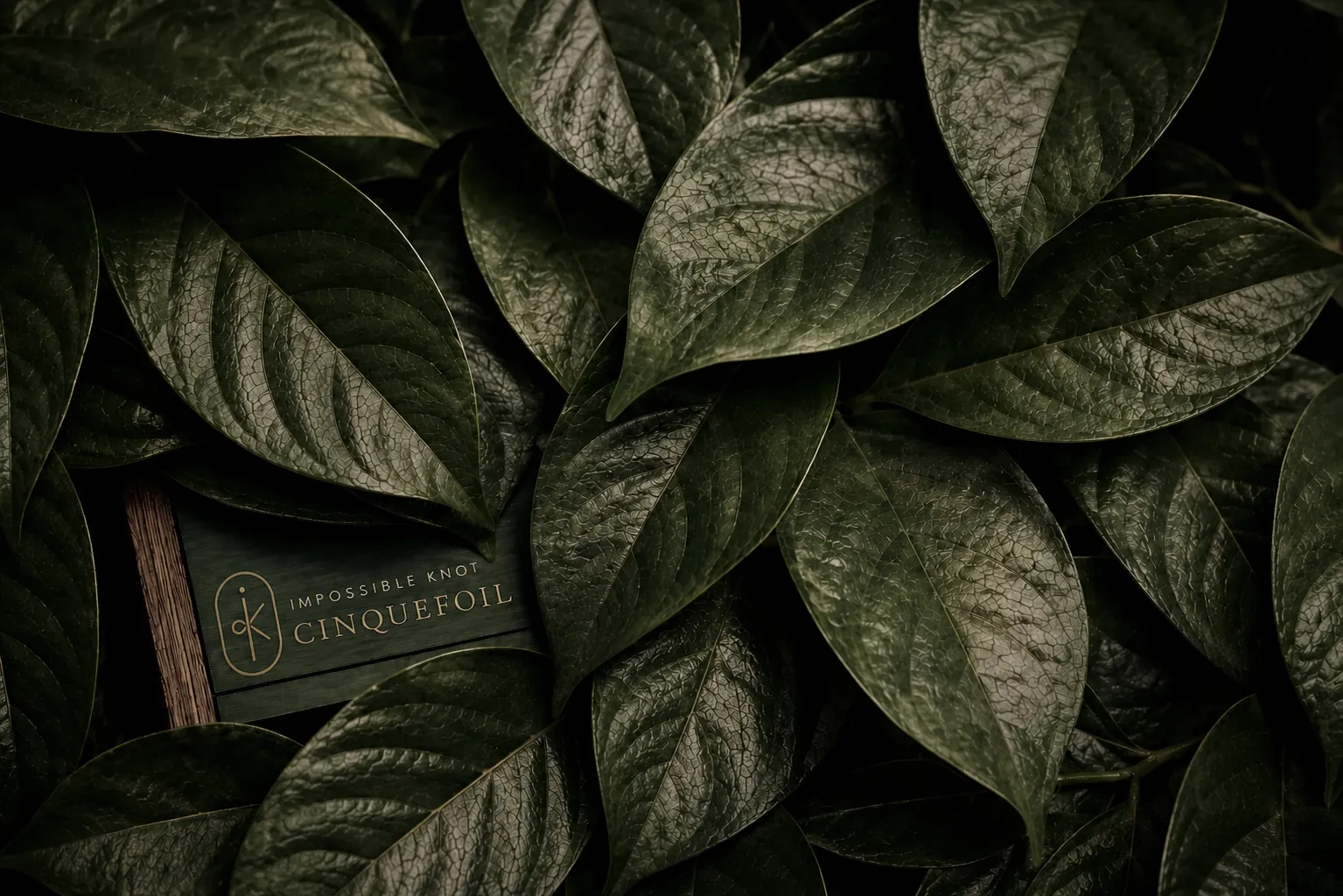 Cinquefoil partially concealed beneath dark leaves.